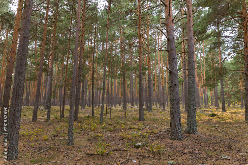 Obraz premium Multicolor pine forest in autumn
