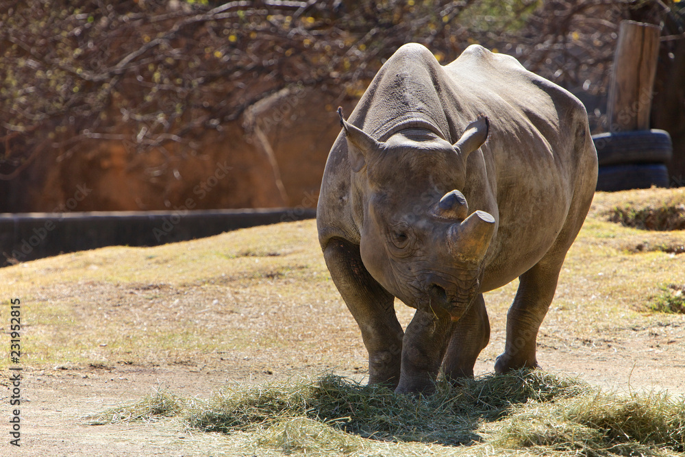 Rhino in a zoo