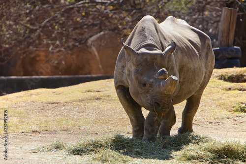 Obraz na płótnie Rhino in a zoo w salonie