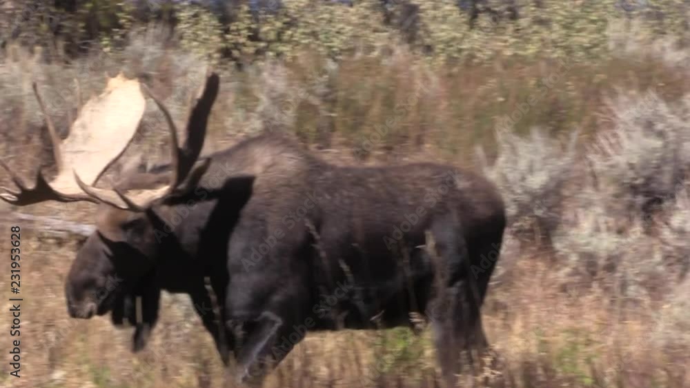 Shiras Moose Bull During the Fall Rut Shiras Moose Bull During the Fall Rut