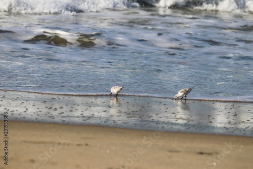 Sanderling birds foraging for food on at the waterline on a sandy beach