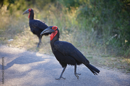 Obraz na płótnie Southern Ground Hornbill w salonie