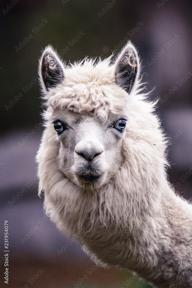 Weißes Alpaka mit hellblauen Augen, Portrait