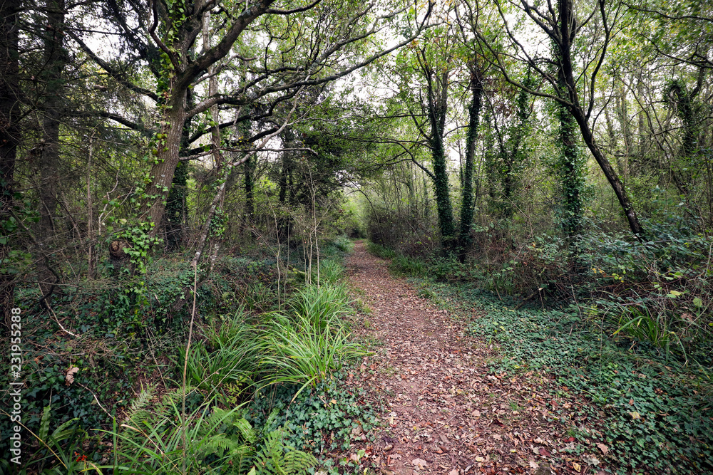 Path through the woods Path through the woods