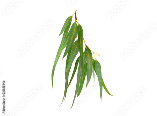 Eucalyptus (Blue Gum) Branch and Leafves Isolated.