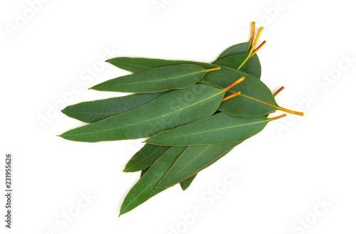 Eucalyptus (Blue Gum) Leaves. Used for Tincture, Essential Oil or Tea in Medicine. Isolated on White Background. photo