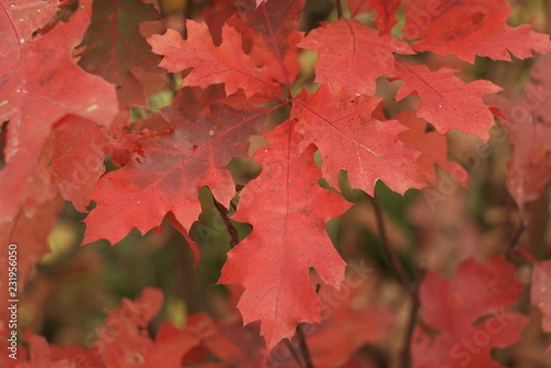 red oak leaves are close