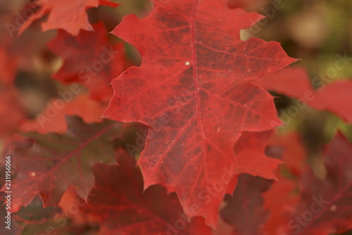 red oak leaves are close