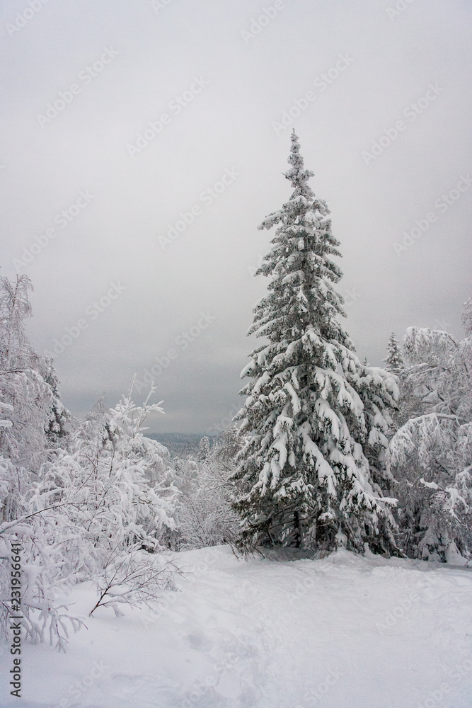 Christmas tale on nature. covered with white clean fresh snow spruce and pine in the winter forest. Wonderful time for walking and outdoor activities in January. ready background for layout