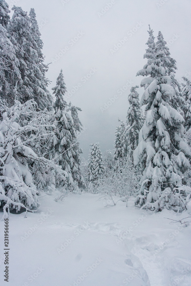 Fototapeta premium landscape of snowy trees in the mountains. winter forest covered with clean fresh snow. New Year's active holiday in a hike. Christmas walks in nature.