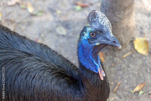 Cassowary photo