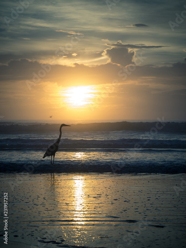 Heron agenst sunrise