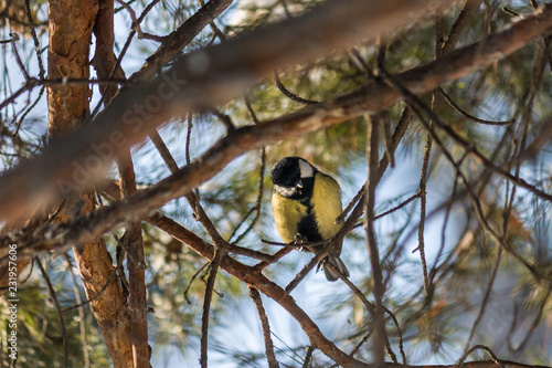 Bird Great tit, or Parus major. Sitting on a branch in spring/summer forest. Birds blue titmouse sitting in the garden among the colorful branches. Natural background.