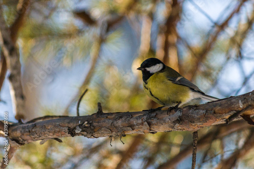 Bird Great tit, or Parus major. Sitting on a branch in spring/summer forest. Birds blue titmouse sitting in the garden among the colorful branches. Natural background.
