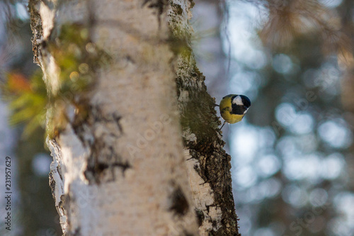 Bird Great tit, or Parus major. Sitting on a branch in spring/summer forest. Birds blue titmouse sitting in the garden among the colorful branches. Natural background.