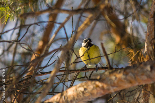 Bird Great tit, or Parus major. Sitting on a branch in spring/summer forest. Birds blue titmouse sitting in the garden among the colorful branches. Natural background.
