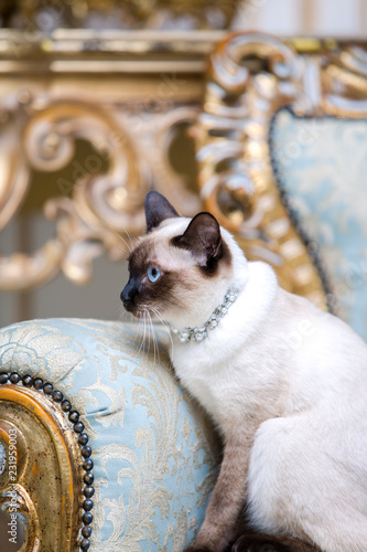 a two-color cat without tail of Mekong Bobtail breed with a jewel a precious necklace of pearls around his neck sits on a retro baroque chair in a royal French interior. Theme is luxurious and rich photo