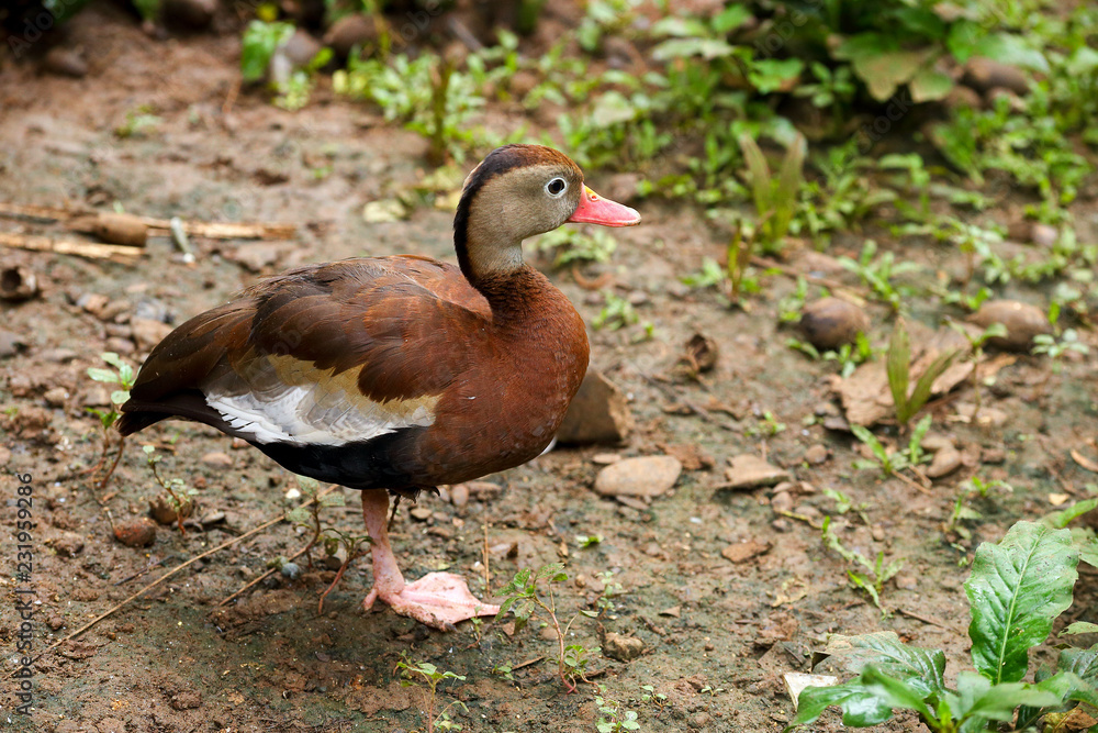 Black Bellied Whistling Ducks Black Bellied Whistling Ducks