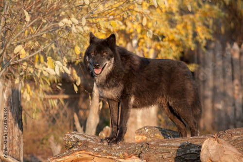 Cute black canadian wolf is standing on a background of beautiful autumn trees. Canis lupus pambasileus.