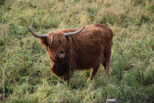 Schottische Hochlandrind