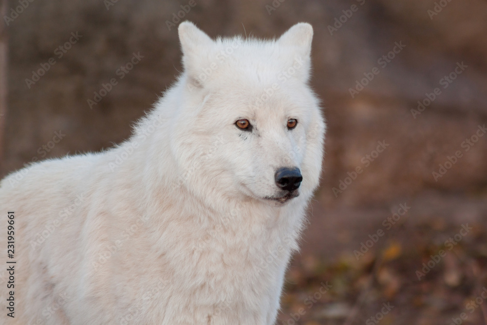 White alaskan tundra wolf close up. Canis lupus arctos. Polar wolf or white wolf. White alaskan tundra wolf close up. Canis lupus arctos. Polar wolf or white wolf.