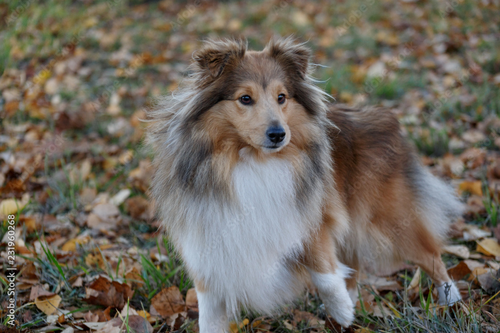 Sable shetland sheepdog puppy is standing on the autumn park. Shetland collie or sheltie. Pet animals. Sable shetland sheepdog puppy is standing on the autumn park. Shetland collie or sheltie. Pet animals.