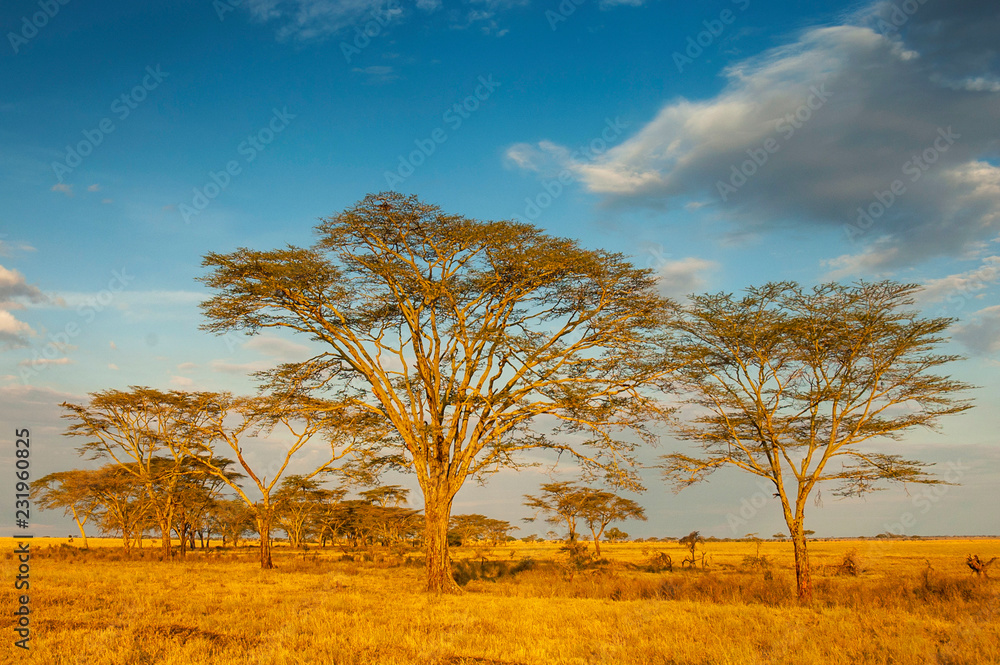 Acacias (Vachellia) tree at sunrise in Serengeti National Park, Tanzania.