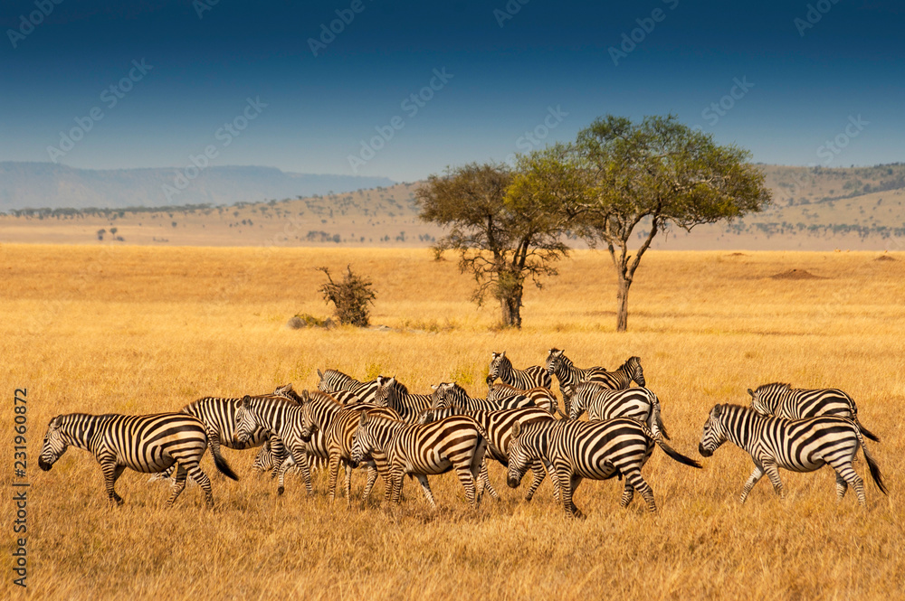 Herd of Plains Zebras in the Serengeti National Park, Tanzania. Plains zebra (Equus quagga, formerly Equus burchellii), also known as the common zebra or Burchell's zebra. - obrazy, fototapety, plakaty 