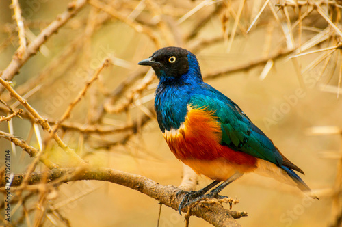 The superb starling (Lamprotornis superbus) is a member of the starling family of birds. It was formerly known as Spreo superbus. Serengeti National Park, Tanzania.