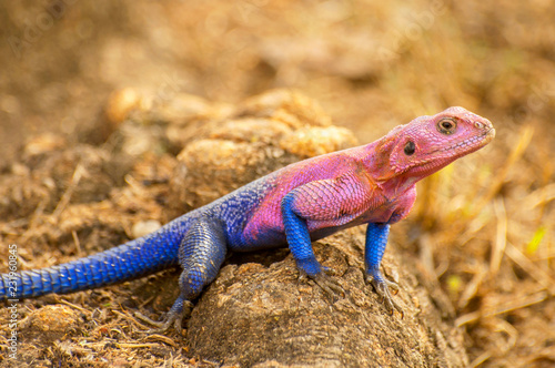 Canvas Print The male Mwanza flat headed rock agama (Agama mwanzae) or the Spider Man agama, because of its coloration, is a lizard in the family Agamidae, found in Tanzania, Rwanda, and Kenya
