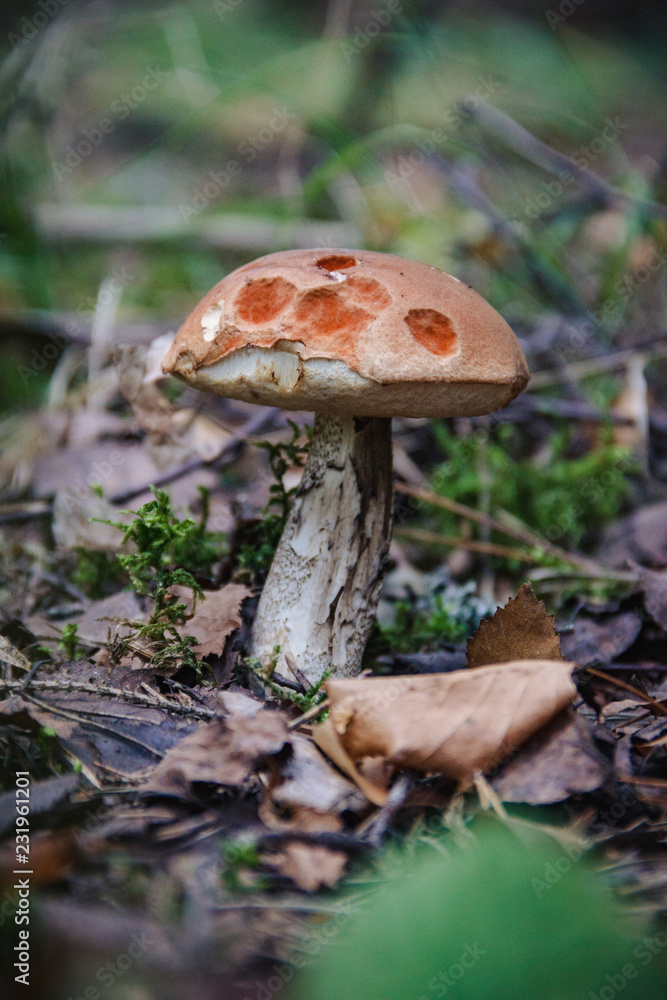 Fototapeta premium Boletus in the forest in late autumn