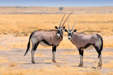 Two beautiful male Gemsboks (Oryx gazella) in the savannah of Etosha National Park in Namibia.