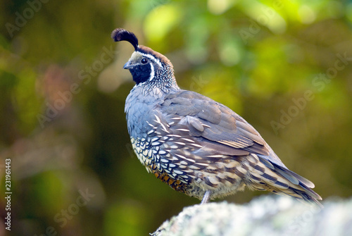 The California quail (Callipepla californica), also known as the California valley quail or valley quail, is a small ground dwelling bird in the New World quail family, New Zealand.