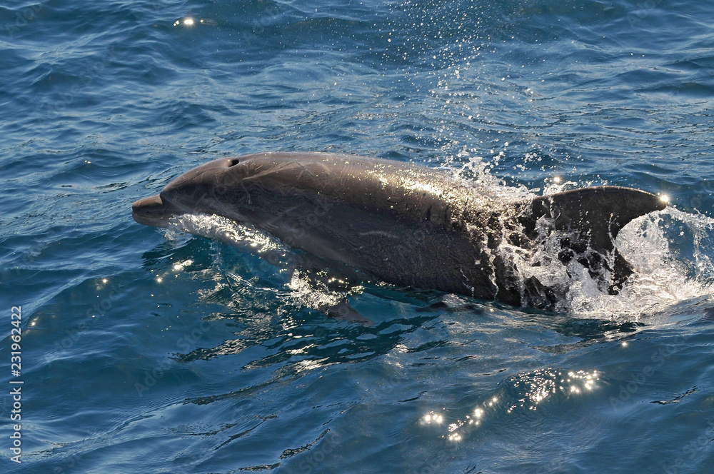 Obraz premium Dolphin swim in clear waters of Port Jackson near Sydney, Australia.