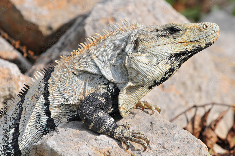 Fototapeta premium Ctenosaura similis, commonly known as the black spiny tailed iguana, black iguana, or black ctenosaur, is a lizard native to Mexico and Central America.