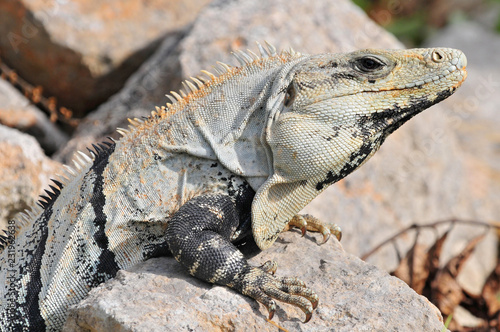 Ctenosaura similis  commonly known as the black spiny tailed iguana  black iguana  or black ctenosaur  is a lizard native to Mexico and Central America.