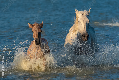  Horse and foal running in the water in swamps © Pascale Gueret