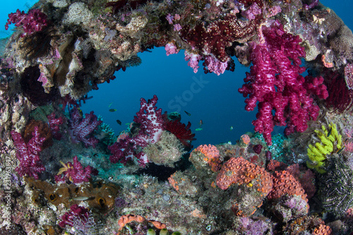 Colorful Corals on Deep Reef in Raja Ampat