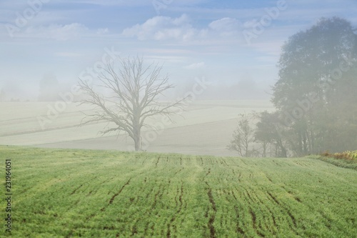 Dolina z zaoranym polem ze zbożem ozimym po środku suche piękne drzewo w górze niebieskie niebo i białe obłoki