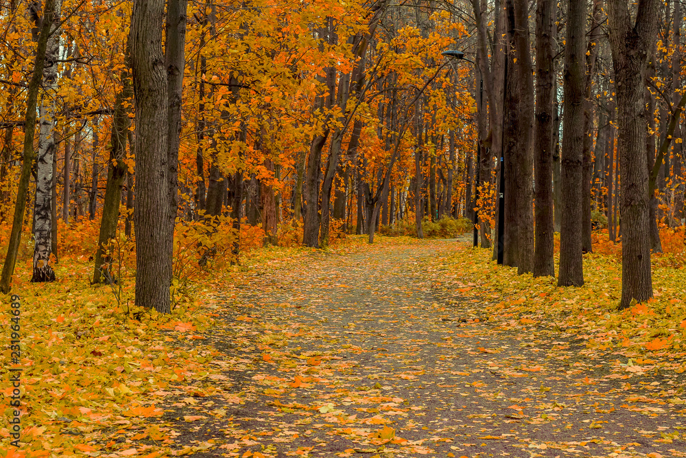 Beautiful magic landscape with autumn trees and falling yellow leaves in park