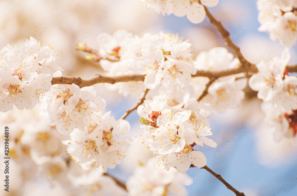 Blossoming of the apricot tree in spring time with white beautiful flowers. Macro image with copy space. Natural seasonal background. Blossoming of the apricot tree in spring time with white beautiful flowers. Macro image with copy space. Natural seasonal background.