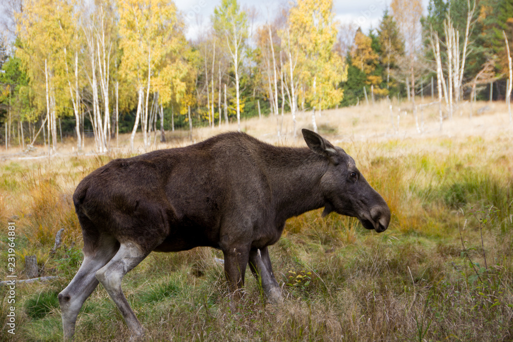 Wild female moose standing in a field. Crossing moose on streets cause  accidents, that are dangerous
