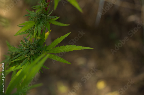 cannabis plant and leaves on garden floral natural area legal or illegal drugs object depends on country