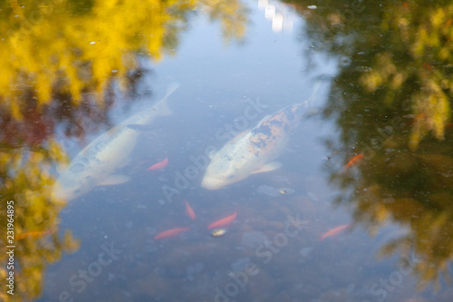 Exotic fish in a Japanese garden in the Budapest zoo © Viacheslav Vorobyev