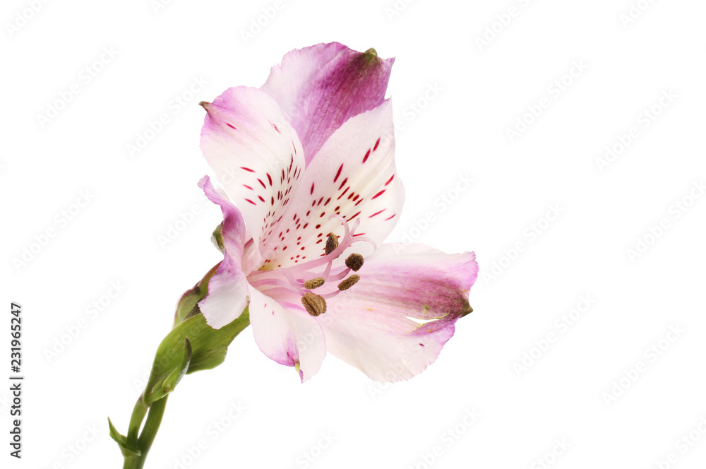 Obraz premium Purple alstroemeria flower