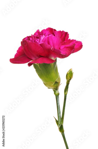 Red carnation flower and bud