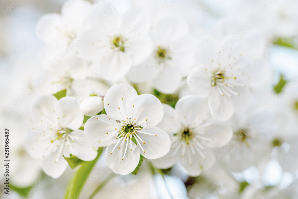 Blossoming of cherry flowers in spring time, natural seasonal floral background. Macro image Blossoming of cherry flowers in spring time, natural seasonal floral background. Macro image