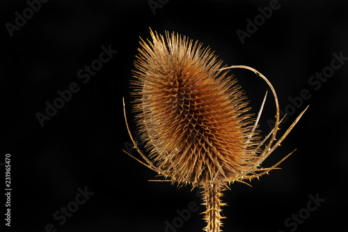 Teasel against black photo