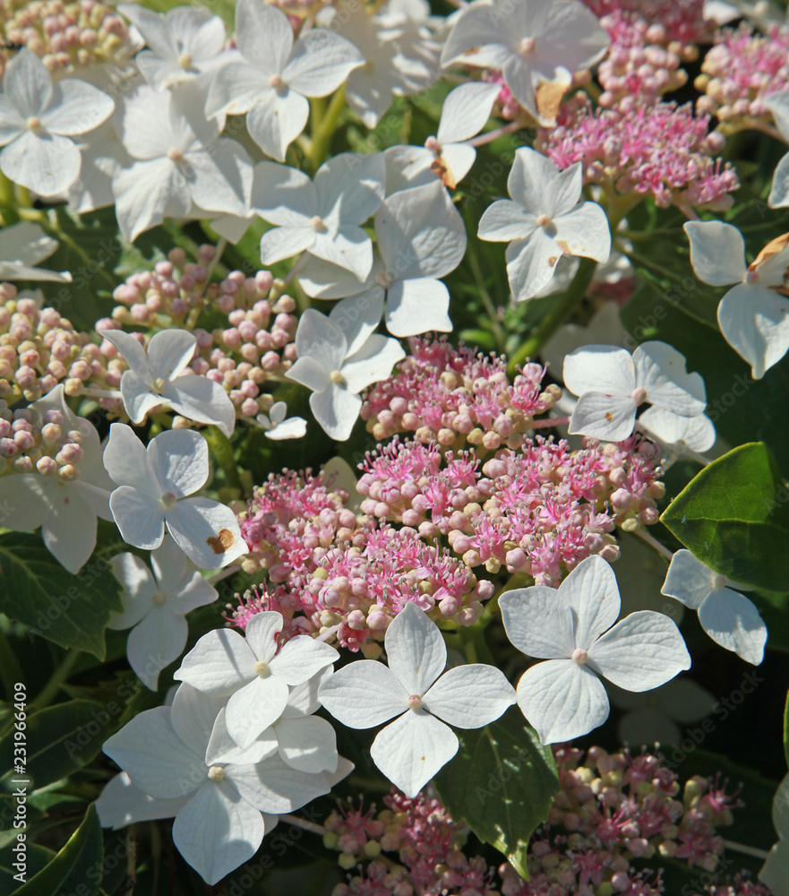 Hydrangea paniculata confetti Stock Photo Adobe Stock