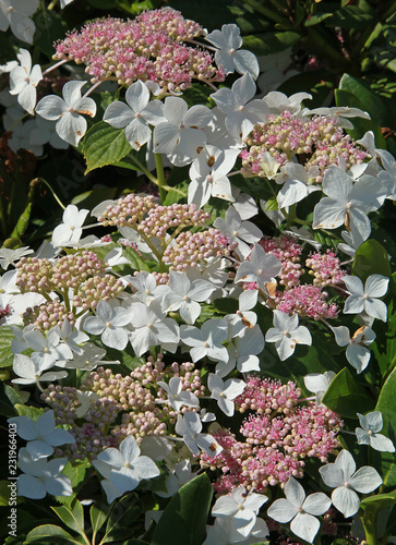 Fototapeta Naklejka Na Ścianę i Meble -  Hydrangea paniculata confetti